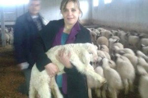 Hayvancılığa Destek Sürüyor