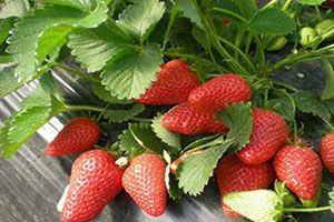 İşkur`dan Çilek Yetiştiricilerine Eğitim Desteği