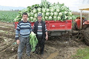 Burhaniye`de Karnıbahar Çiftçiyi Sevindirdi