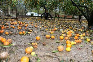 Lodos, Narenciyeyi de Vurdu