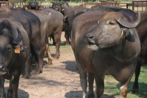 Çorum`daki Manda Varlığının Islahı Projesi Desteklemeleri