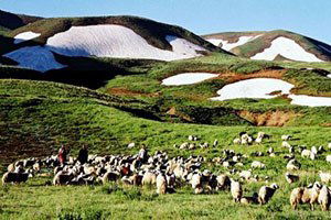Erzurum`da Meralar Kiraya Verilecek