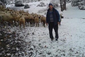 Milas`ta Hayvan Hırsızlarına Kameralı Çözüm