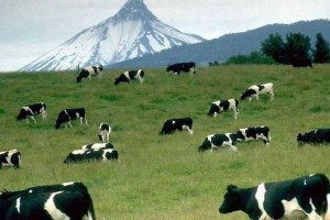 Niksar`da Tarım ve Hayvancılık Bilgilendirme Toplantısı