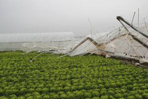 Tekirdağ`da Seraları Vuran Lodos, Üreticiyi Zarara Uğrattı