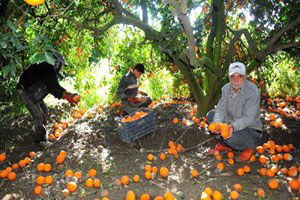 Portakalın Kilosu Bahçede 6 Kuruşa Düştü
