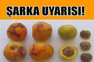 `Şarka kurtuluşu olmayan bir hastalıktır`