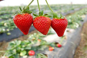 Sason`daki Çilek Üretimi