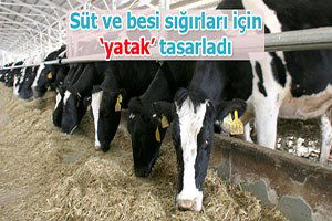Süt ve besi sığırları için `yatak` tasarladı