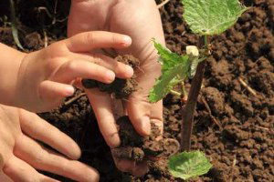 Çiftçiler, Sahte ve Taklit Gübreye Karşı Uyarıldı