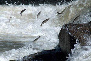 Timar İncisi Literatüre Kazandırıldı