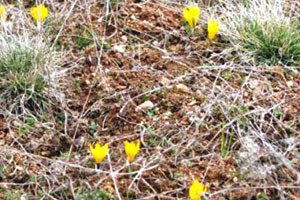 Tosya`da Çiğdemler İki Ay Erken Açtı