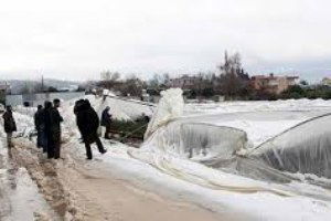 Mersin`de Kar Yağışı Narenciye Bahçelerine Zarar Verdi