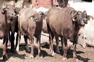 Yozgat`ta Manda Yetiştiriciliği İçin Destek Projesi