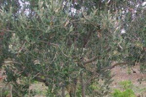 Burhaniye`de Don Zararı Gören Zeytinlikler Kontrol Ediliyor