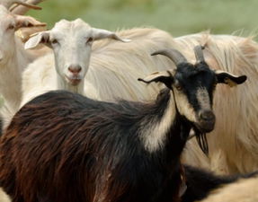 Seydişehir`de Anaç Koyun, Keçi Tespit Çalışmaları