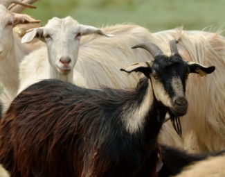Seydişehir`de Anaç Koyun, Keçi Tespit Çalışmaları