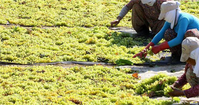 Tarım ürünleri yatırım aracı oluyor