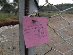 Gaziemir`deki Zeytin Ağacı Kıyımını Belediye Başkanı Durdurdu