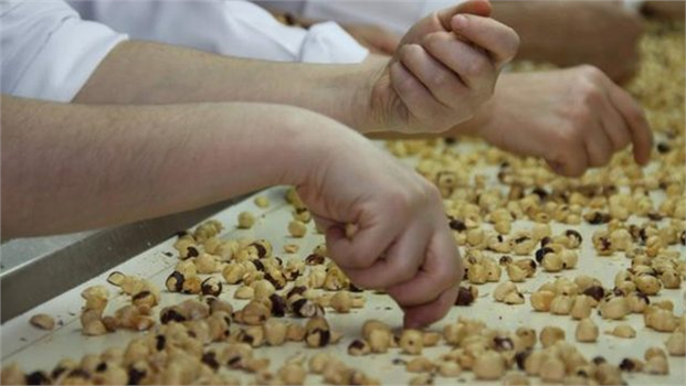 Fındıkta 650 bin tonluk rekolte bekleniyor