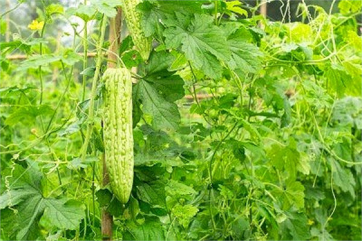 Bitki Koruma Ürünlerinin İthalatında Elektronik Dönem