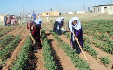 Gercüş`te Çiftçilere Hibeli Malzeme Yardımı