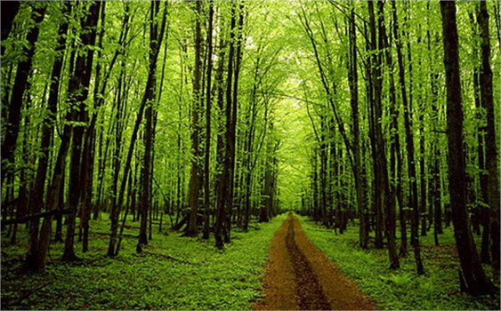 Ağaçlarda Verimin Artması İçin İlkbahar Başlangıcında Bakım Yapılıyor