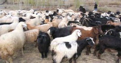 Anaç Koyun Keçi Desteklemeleri Askıda