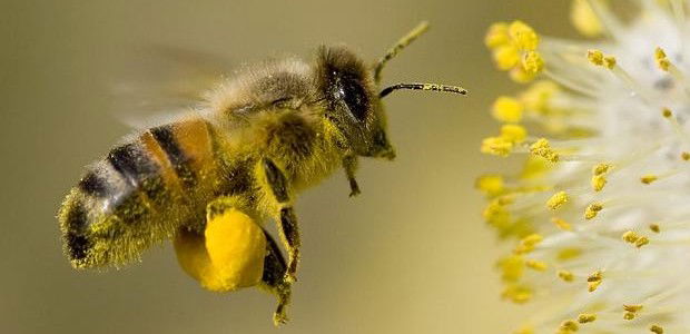 Arıcılar Bu Sistemle Bal Üretimini İki Kat Artırdı