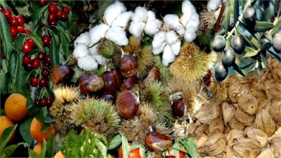 Aydın`da Çiftlik Muhasebe Veri Ağı Büyüyor