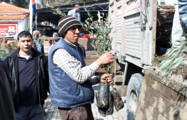 Büyükşehir`den `Foça`ya 2000 Fidan`