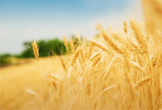 Tkdk, Ipard-2 Programı Üzerinden Hibe Desteği Verecek