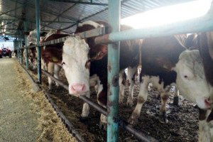 Damızlık Sığır Yetiştiriciler Birliği 250 Gebe Düve Dağıtacak