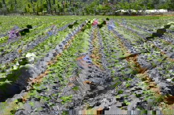 Doğu Karadeniz`de Tarım İstihdamı Düştü