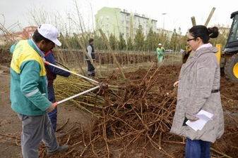 Ekilen fide ve çiçekleri belediye kendi üretiyor