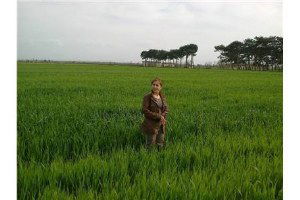 Mazot, Gübre Ve Toprak Analizi Desteği Ödemesi Başladı