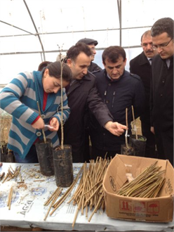 Fındıkta Aşı Yönetimi ile Üretimin Artırılması Hedefleniyor