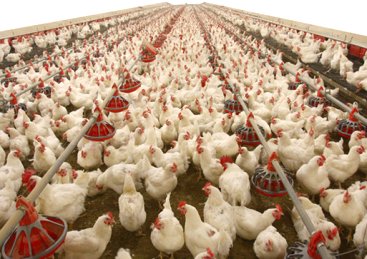 Kanatlı Sektörü`nün Yüksek Vergi Sorunu Çözüldü