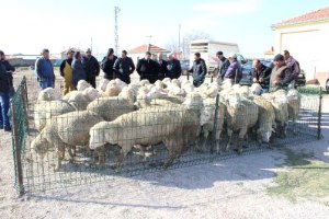 Karaman`da Damızlık Koç Dağıtımı