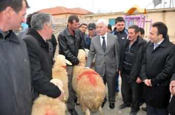 Karaman`da Üreticilere Damızlık Koç Dağıtıldı