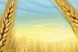 Tarımsal Desteklemeler Gap Çiftçisine `Can Suyu` Oldu