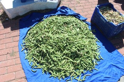 Konya`da En Fazla Taze Fasulye Derbent`te Üretiliyor