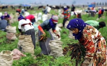 Mevsimlik İşçilerin Günlük Çalışma Ücreti 48 Lira