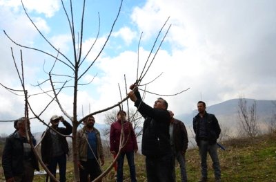 Sultanhisar`da Kiraz Üreticilerine Budama Eğitimi Verildi
