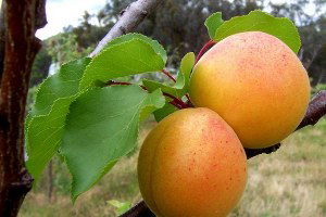 Kayısıda Mart Ayı Bakımına Dikkat!