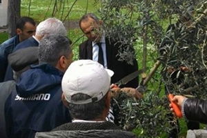 Didim Kaymakamı Yönden Zeytin Budama Kursunu Ziyaret Etti