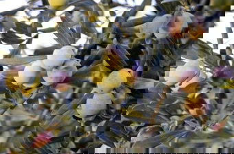 Zeytinde Halkalı Leke Mücadelesi