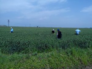 Biyolojik Mücadelede Kullanılacak Süneler Toplanmaya Başlandı