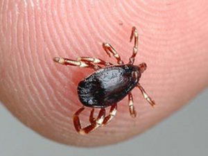 Samsun`da Riskli Alanlarında Sığır Ve Koyunlarda Kene Mücadelesi Başladı