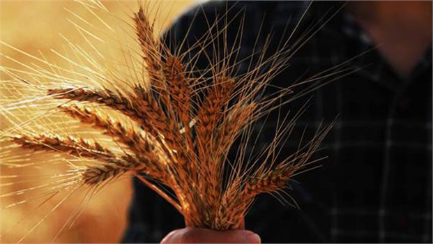 `Tarım ürünleri ithalatındaki artış rekolte kayıplarından`